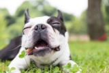 13 Happy Dog Breeds Who Show Joy in the Smallest Ways