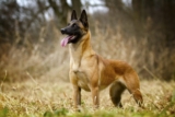 9 Loyal Dog Breeds That Are Natural Protectors