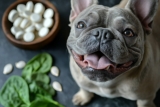 9 Natural Sources of Glucosamine for Dogs with Joint Issues