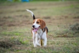 9 Playful Dog Breeds That Make Every Outing Better