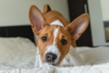9 Quiet Dog Breeds That Bring Peace To Busy Homes