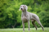 9 Regal Dog Breeds That Stick Close Forever
