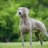 11 Fearless Dog Breeds That Are Perfect for Families