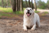 9 Rule-Following Dog Breeds That Are Born Obedient