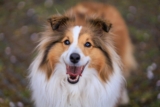 9 Smart Dog Breeds That Win Hearts Instantly