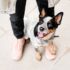 9 Smart Dog Breeds That Impress Everyone