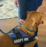 Abandoned Dog Clings to Shoppers at Supermarket, Begs for Adoption