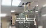 Abandoned Dog’s Reaction at Shelter Captures Hearts Everywhere