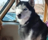 After Finding a Home, This Husky Was Rejected All Over Again