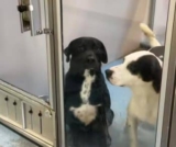 After So Much Waiting, This Texas Shelter Dog Finally Found Home