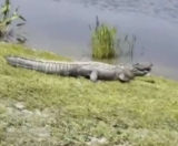 Alligator Crashes Fence and Attacks Dog in Shocking Backyard Encounter