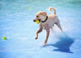 Amazon’s 17 Fresh Finds for Dogs Who Love Sniffing, Splashing, and Sunshine