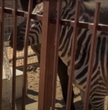 Animals Left With No Food or Water in 114° Heat Rescued by Deputies