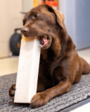 Anti-Chew Sprays For Puppies: Why Professionals Don’t Recommend Them.