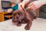 Ask A Vet: Is Vaccinating My Dog Worth The Risk?