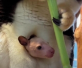 Baby Tree Kangaroo Makes the Sweetest Appearance for Food