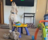 Baby and Dog Team Up for a Duet That’s Pure Chaos (in the Best Way)