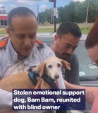 Bam Bam the Service Dog Reunited With Blind Owner Months After Being Stolen