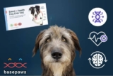 Beyond Breed: Basepaws Offers Science-Backed Insights For A Healthier Pup