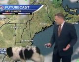 Big Floofy Dog Wanders Into Live Weather Broadcast And Steals The Spotlight