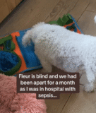 Blind Dog’s World Lights Up the Second He Hears His Owner Again