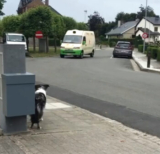 Border Collie Hears The Ice Cream Man And Gets In Position For Their Routine