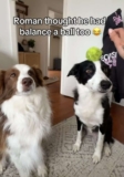 Border Collie Pretends to Balance Invisible Ball, Internet Can’t Believe His Focus