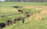 Boy Sees Upset Cow, Tells Mom to Turn Around, And He Was Totally Right