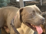Brave Dog Leads Stranger to Two Unconscious People at Local Encampment