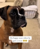 Bruno the Boxer’s Tears Have a Medical Explanation, and a Whole Lot of Heart