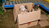 Bus Driver Comes To Halt When He Sees Puppies ‘Poking-Out’ Of Cardboard Box