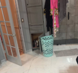 ‘Camouflaged’ Goldendoodle Leaves Owner Tripping and Has Viewers In Hysterics