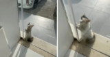 Cat Begs Shop Owner To Let Her Inside From The Heatwave