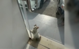 Cat Pleads With Store Owner to Escape the Scorching Heat