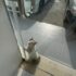 Lost Cat Comes Home After a Week—And Rings the Doorbell!