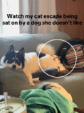 Cat Trapped Under Dog She Can’t Stand, Gives Side Eye That Steals the Show