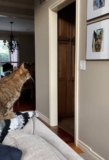 Cat’s Emotional Moment With Late Dog’s Photo Moves Viewers
