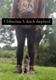 Chihuahua-Dutch Shepherd Mix Is Captivating Viewers With Every Step