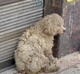 Clothing Store Shoppers Run Into ‘Dirty’ Homeless Dog And Give Her A Makeover