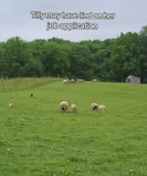 Corgi “Assigned” to Herd Sheep Sparks Laughter After Hilarious Reaction