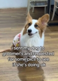 Corgi’s Grooming Photos Go Viral After Owner Requests Updates