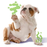 Corn Chip Paw Smell? ZYMOX® Funky Paws® Has The Fix