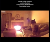 Couple Races Home After Marble the Cat Goes Viral for Fire Safety Cameo