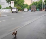 Cruel Owner Dumps Dog, She Runs for Miles Begging Them Not to Leave Her