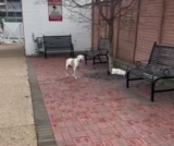 Cruelly Left Behind, This Dog’s Story Found a Happier Ending