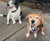 DNA Test Reunites Rescue Dog With Long-Lost Sister in Same Town