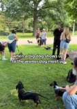 Dachshund Meetup Erupts in Chaos When Unexpected Visitor Arrives