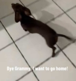 Dachshund’s Hilarious Dash to Carrier Signals It’s Time to Go Home