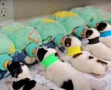 Darling Pup Won’t Part With Pacifier And Carries It Everywhere He Goes