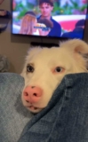 Deaf Dog’s Perfectly Timed Reaction to Snack Accusation Has Millions Laughing